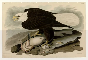 Lámina 31 de Aves de América de John James Audubon que representa Águila de cabeza blanca